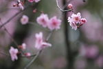 梅花