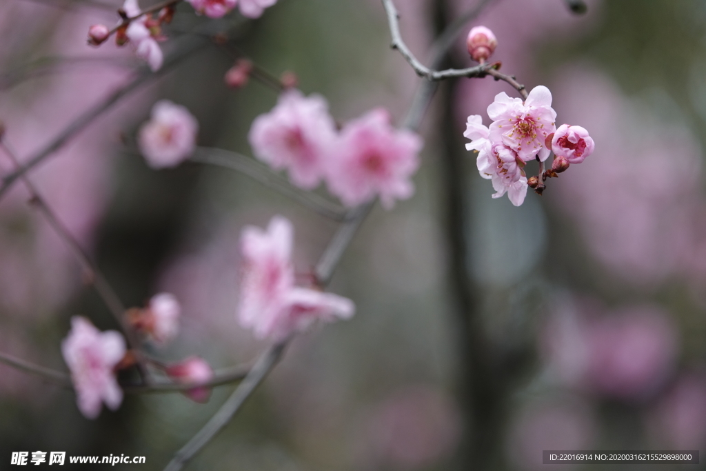 梅花