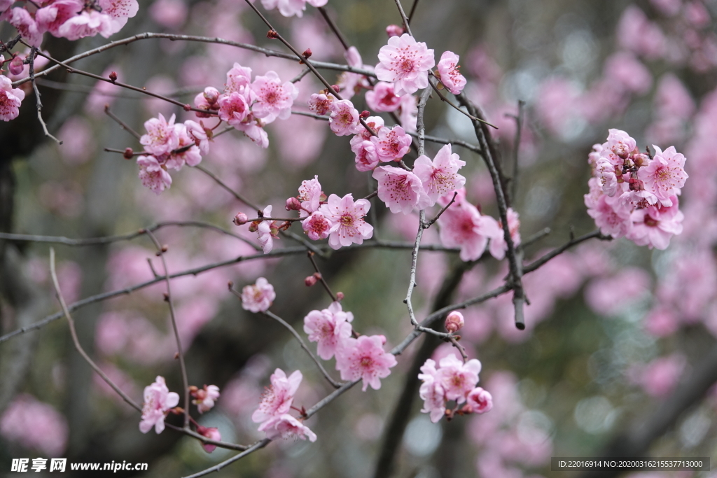 梅花