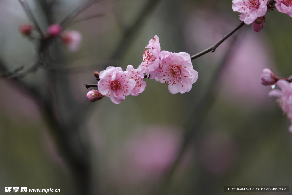 梅花