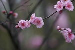 梅花