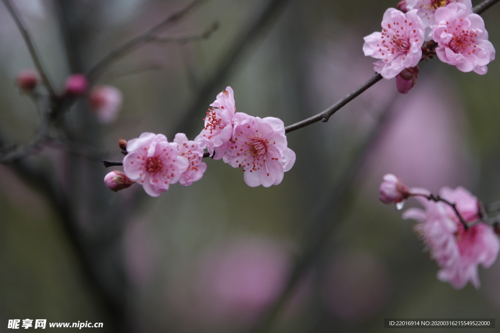 梅花