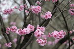 梅花
