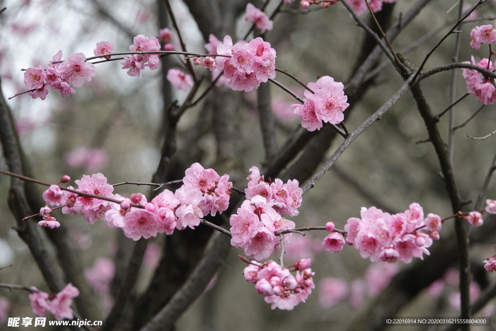 梅花