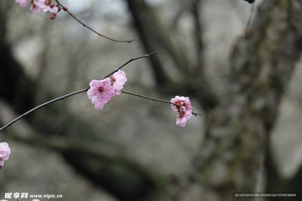 梅花