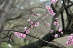 梅花