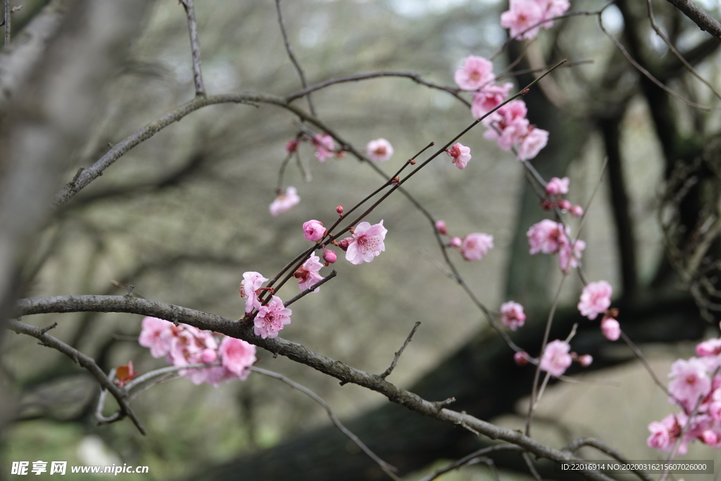 梅花