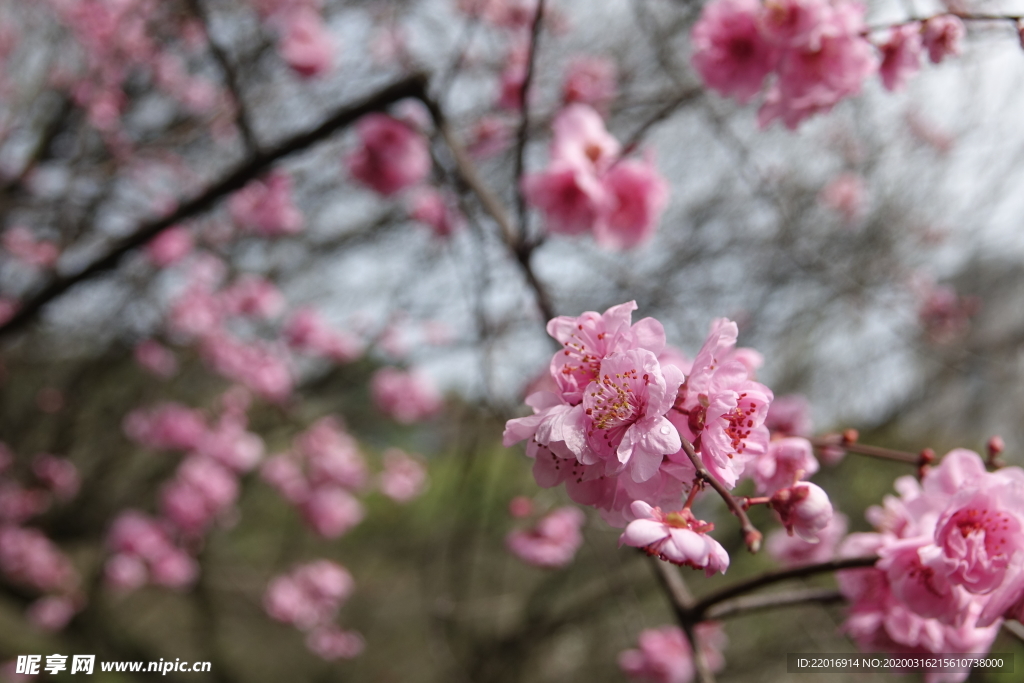 梅花