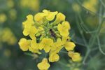 油菜花