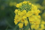 油菜花