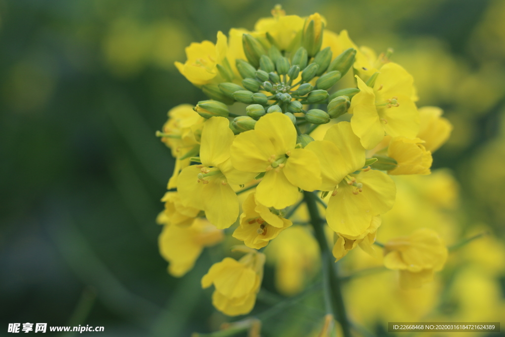 油菜花