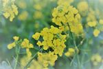 油菜花