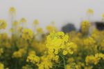 油菜花