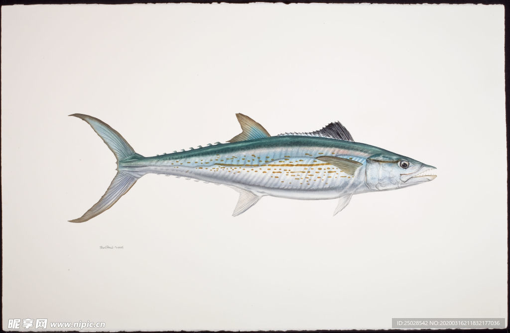 鱼类手绘插画 手绘鱼图片