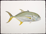 鱼类手绘插画 手绘鱼图片