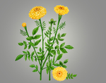 鲜花
