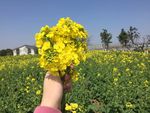 油菜花