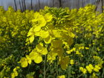 油菜花