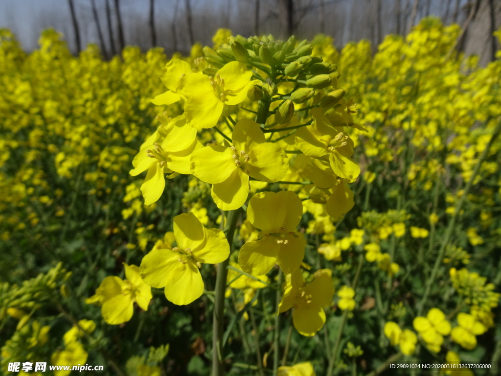 油菜花