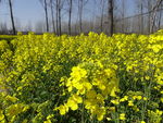 油菜花