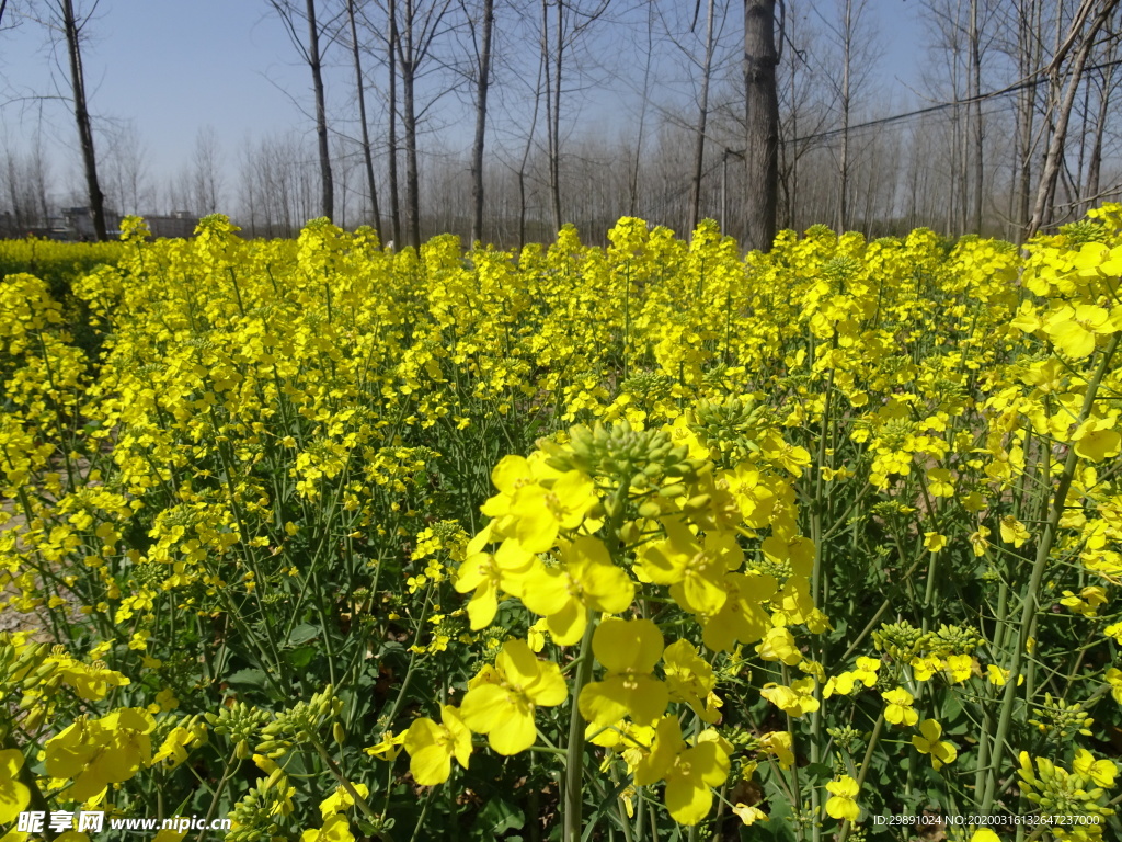 油菜花