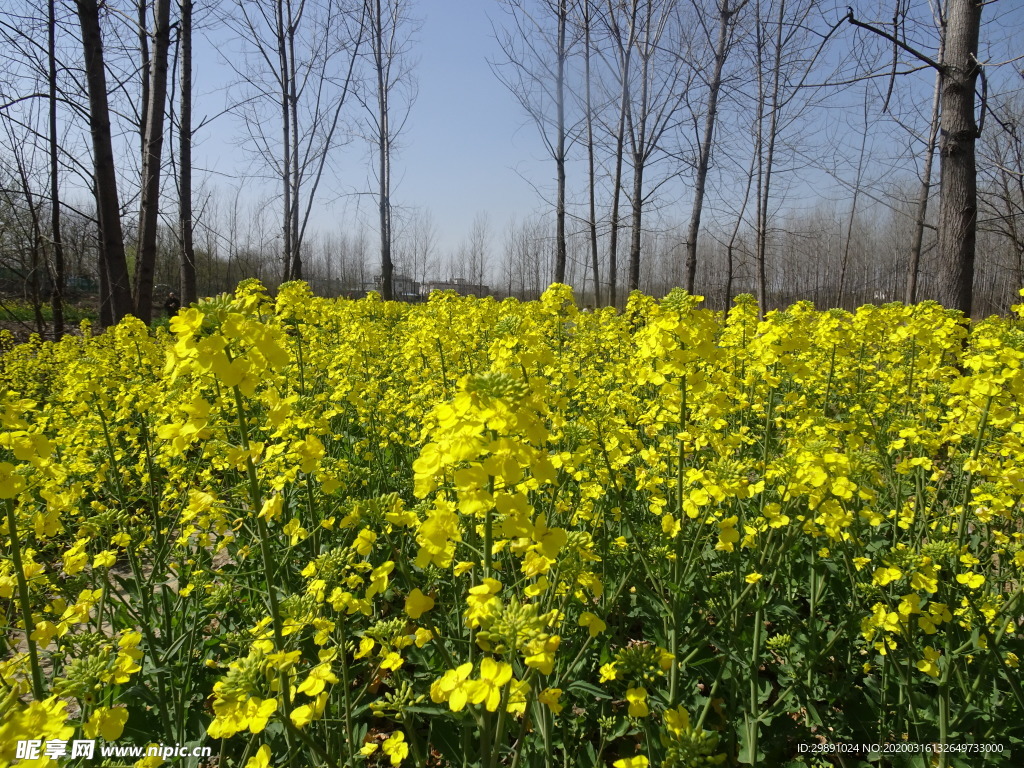油菜花