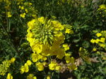 油菜花