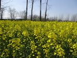 油菜花