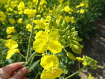 油菜花