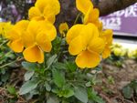 鲜花