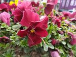 鲜花