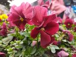 鲜花