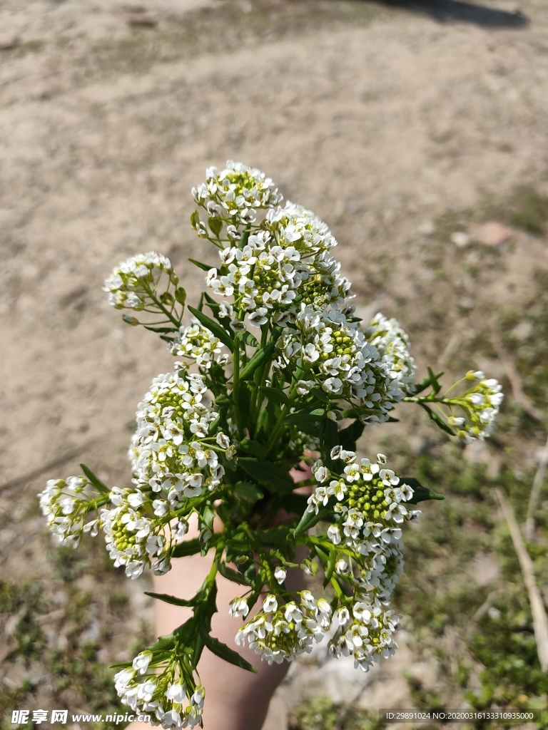 野花