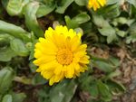 鲜花