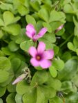 鲜花