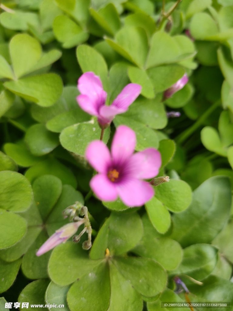 鲜花