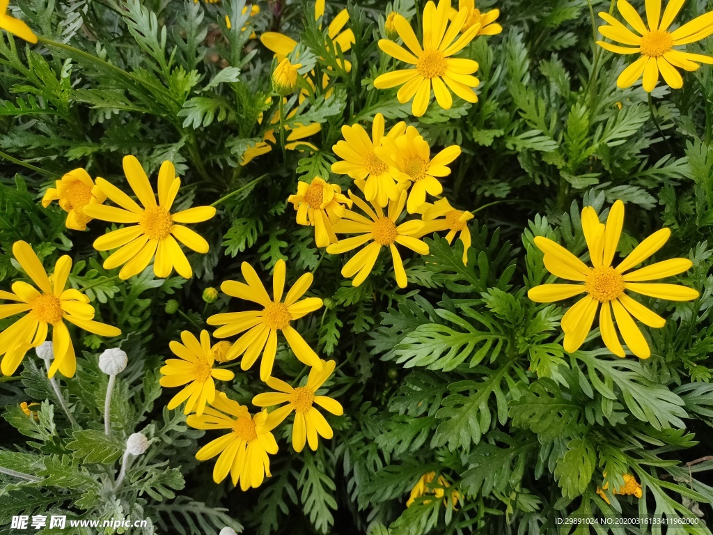 鲜花