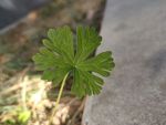 草