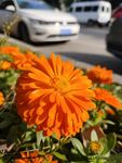 鲜花