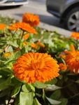 鲜花