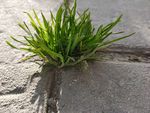 草