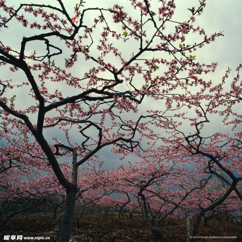 桃花
