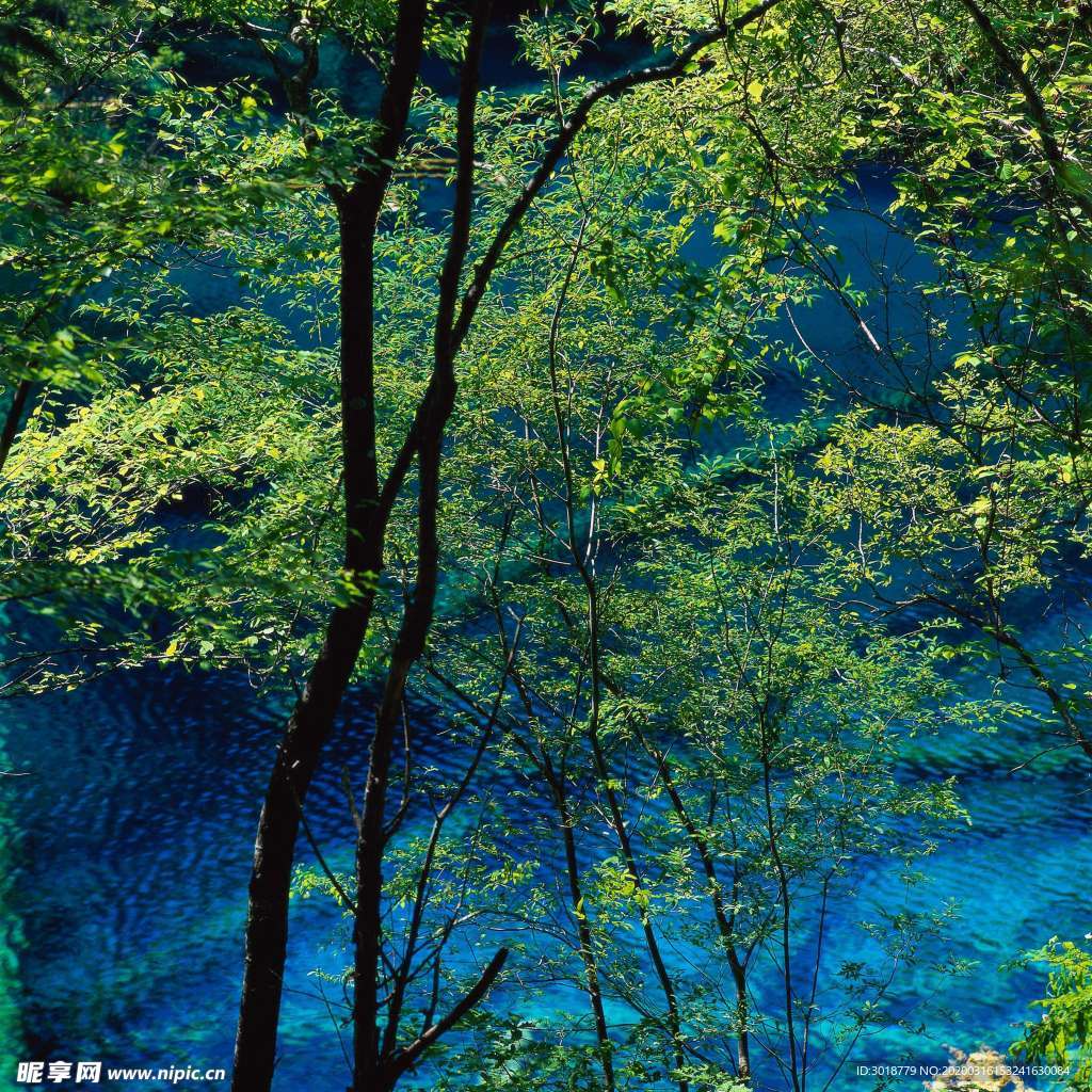 青水绿树
