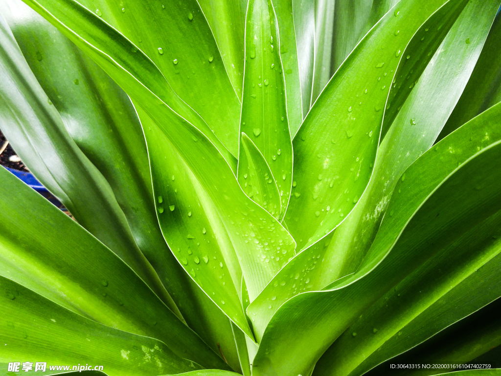 植物特写