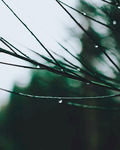 露水