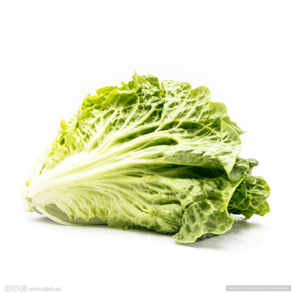 生菜