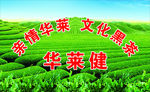 华莱健