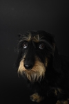 狗