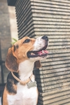 狗