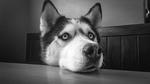狗